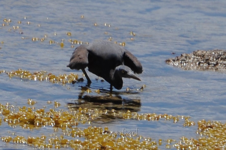 Pacific Reef-Heron - ML40688361