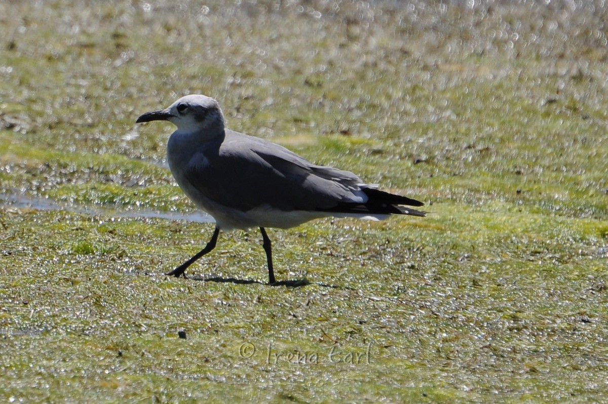 Gaviota Guanaguanare - ML40688371