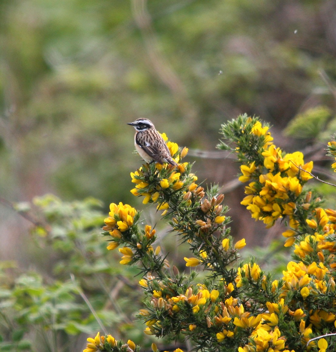 Whinchat - ML406884301