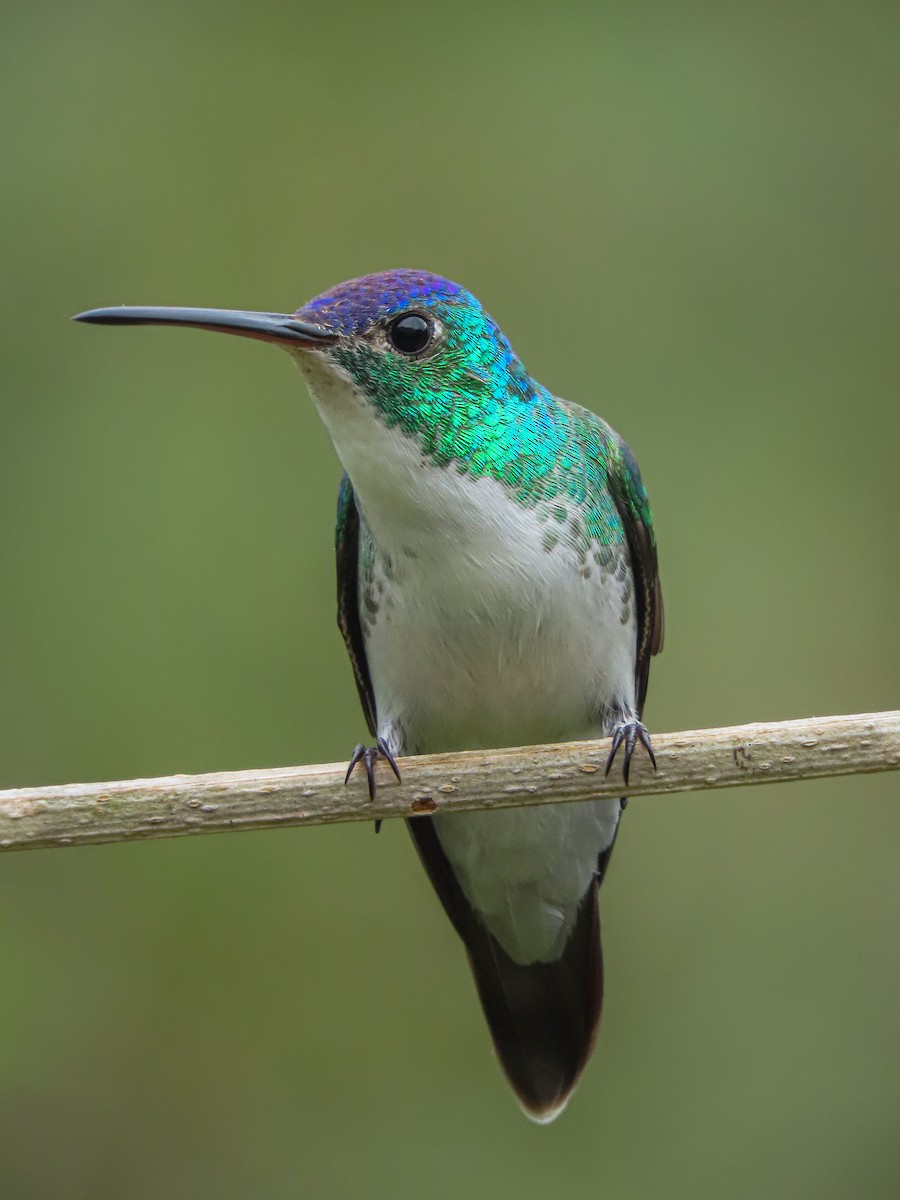 kolibřík andský - ML406885391