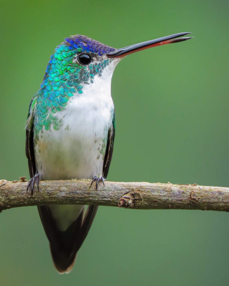 kolibřík andský - ML406885421