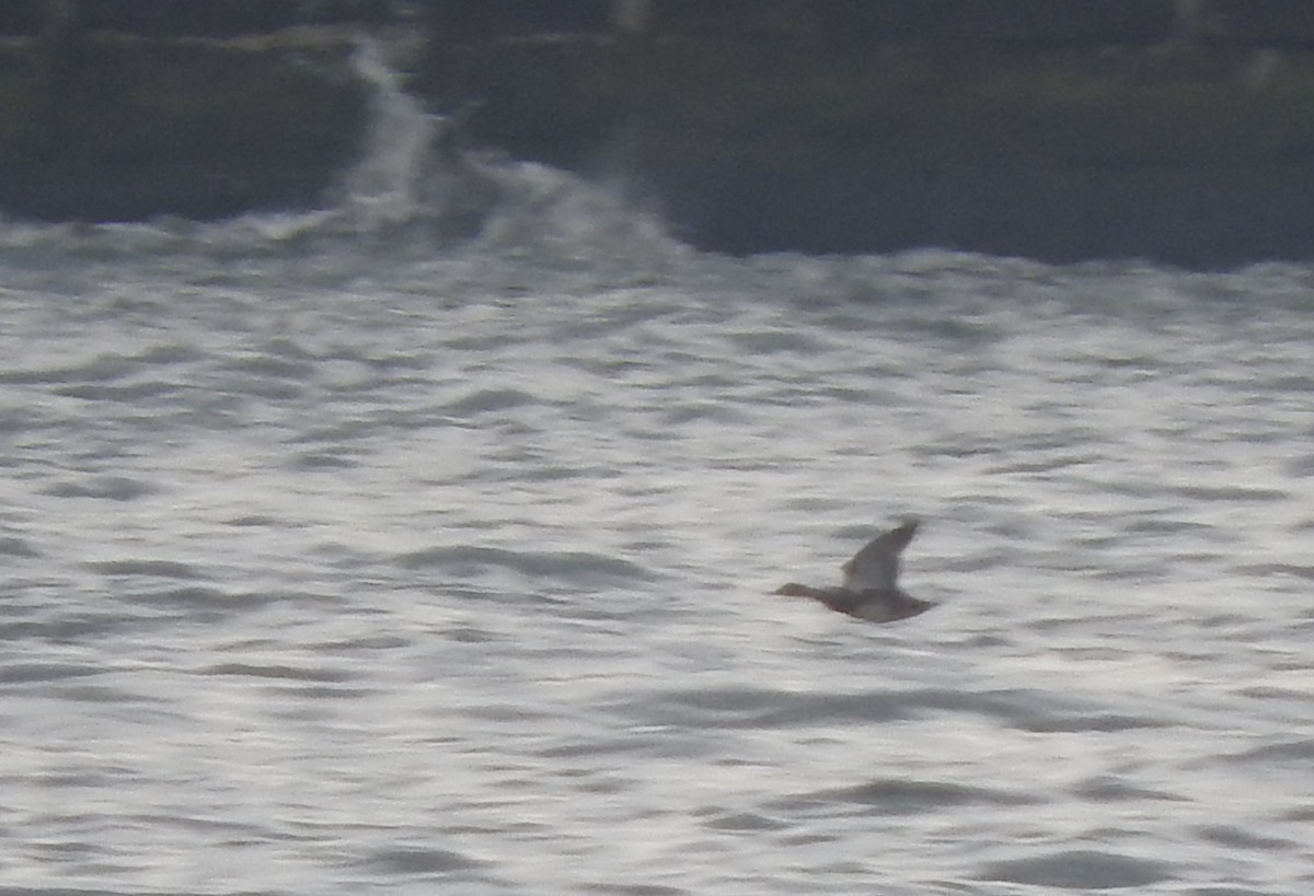 Gadwall - ML40688581