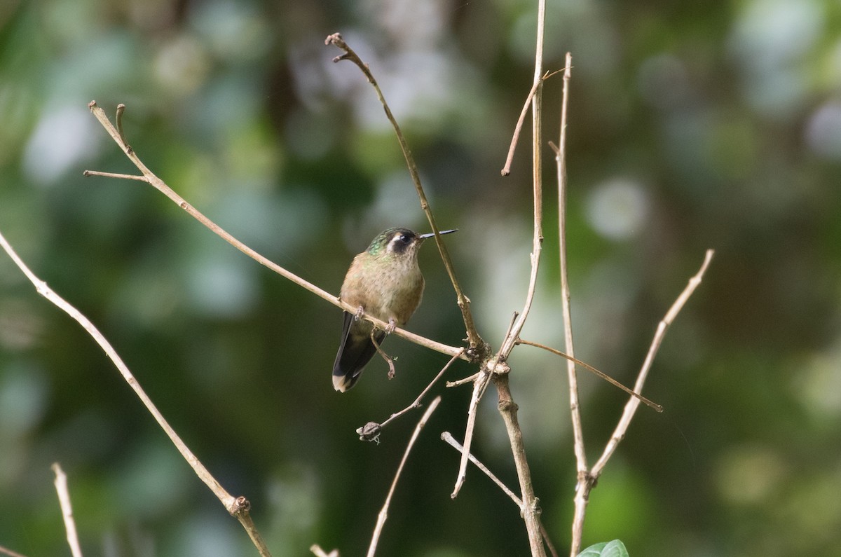 Speckled Hummingbird - Cullen Hanks