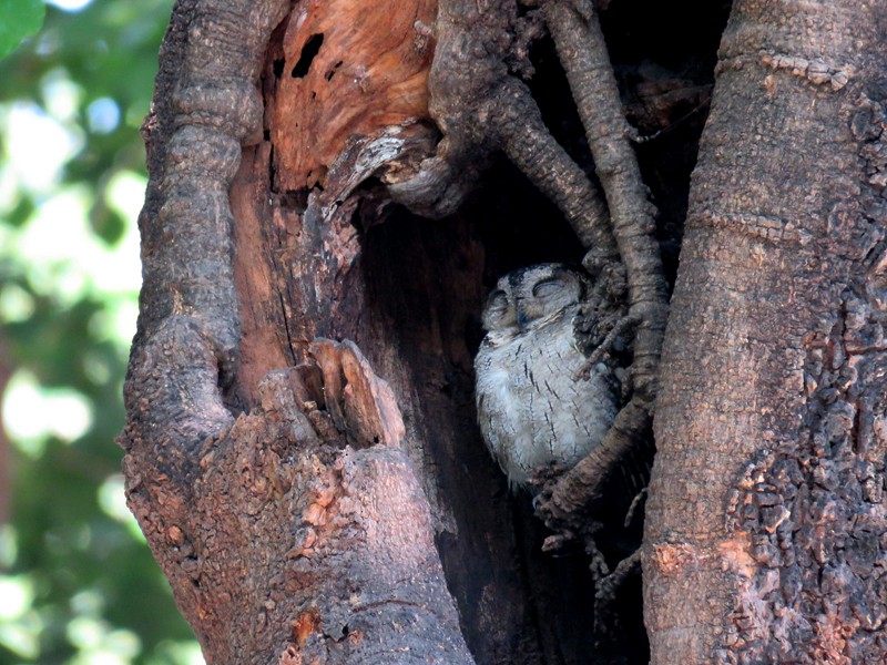 Indian Scops-Owl - ML40688711