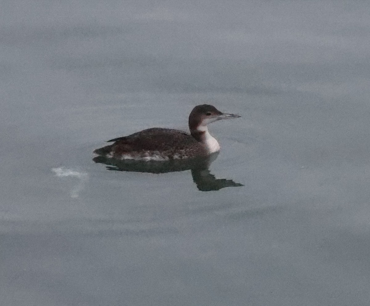 Common Loon - ML406887271
