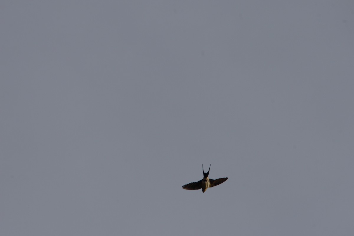 Kızıl Kırlangıç - ML406887641