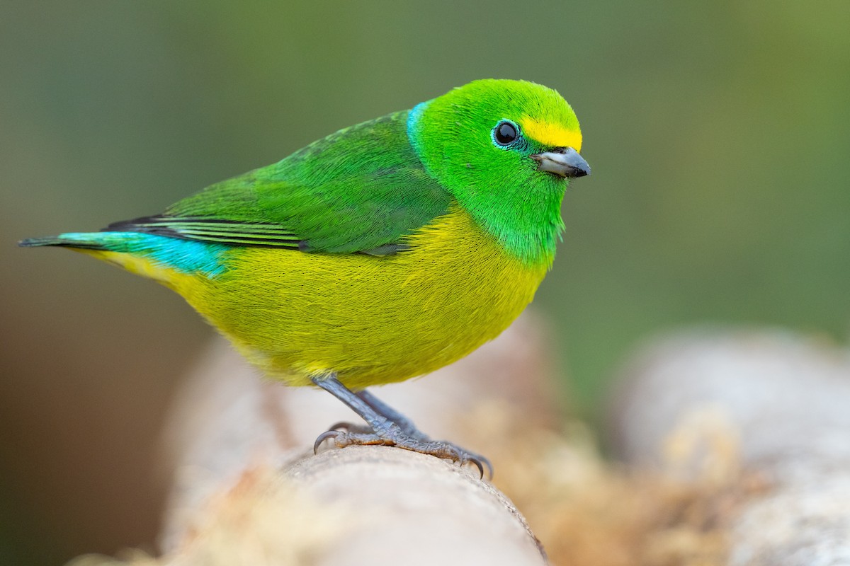 ML406888001 - Blue-naped Chlorophonia - Macaulay Library