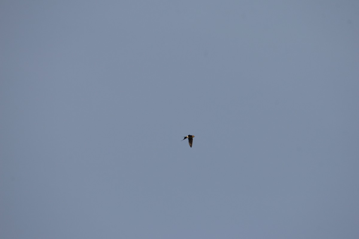 Kızıl Kırlangıç - ML406888171