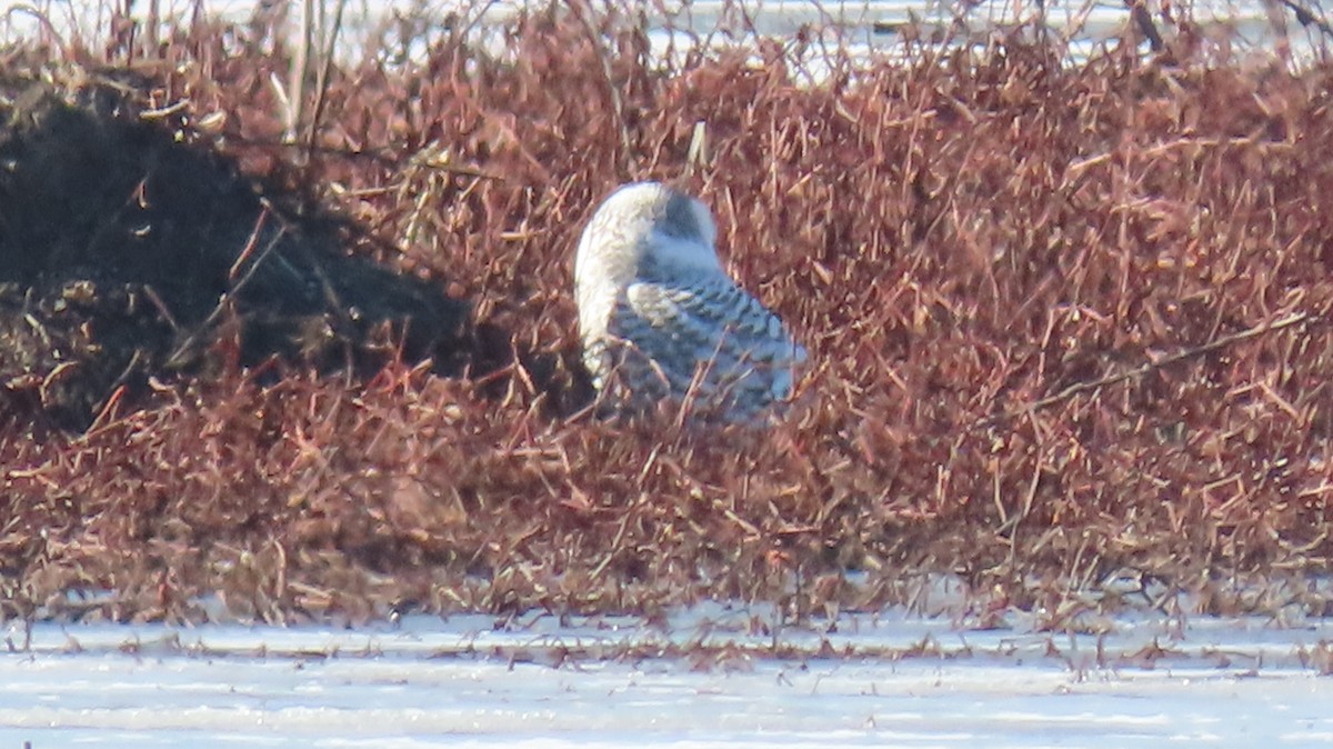 Snowy Owl - Carl Huffman