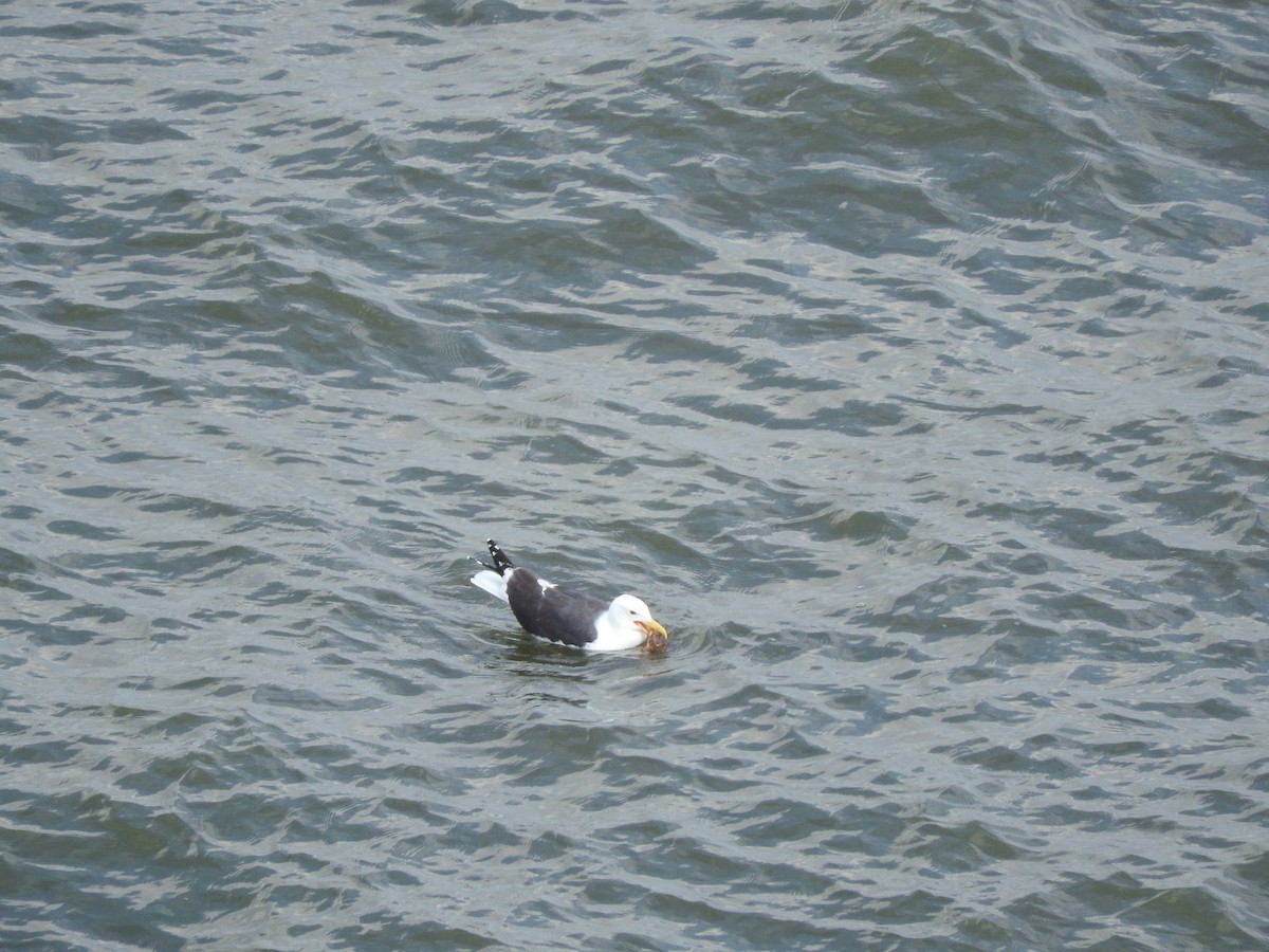 Great Black-backed Gull - Cole Gaerber