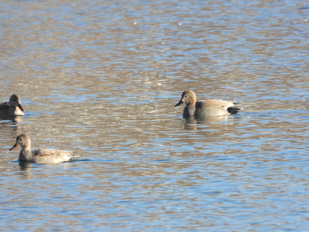 Gadwall - ML406892631