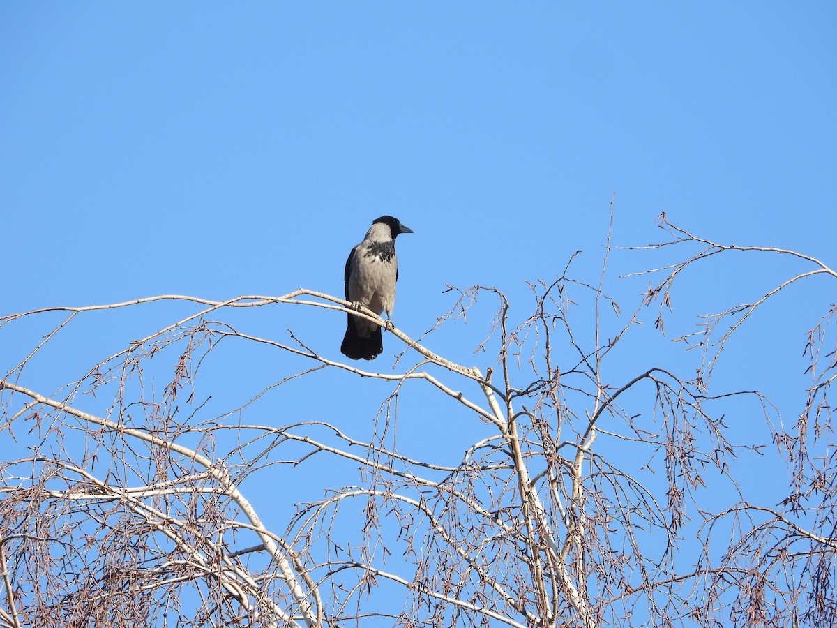 Hooded Crow - ML406892661