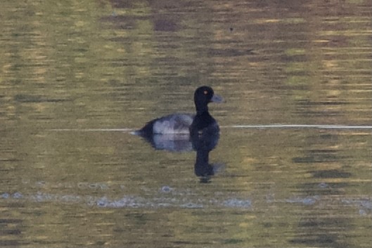 Greater Scaup - Michael Dayton