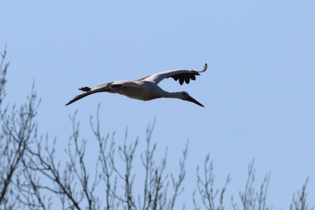 Cigogne blanche - ML406902161