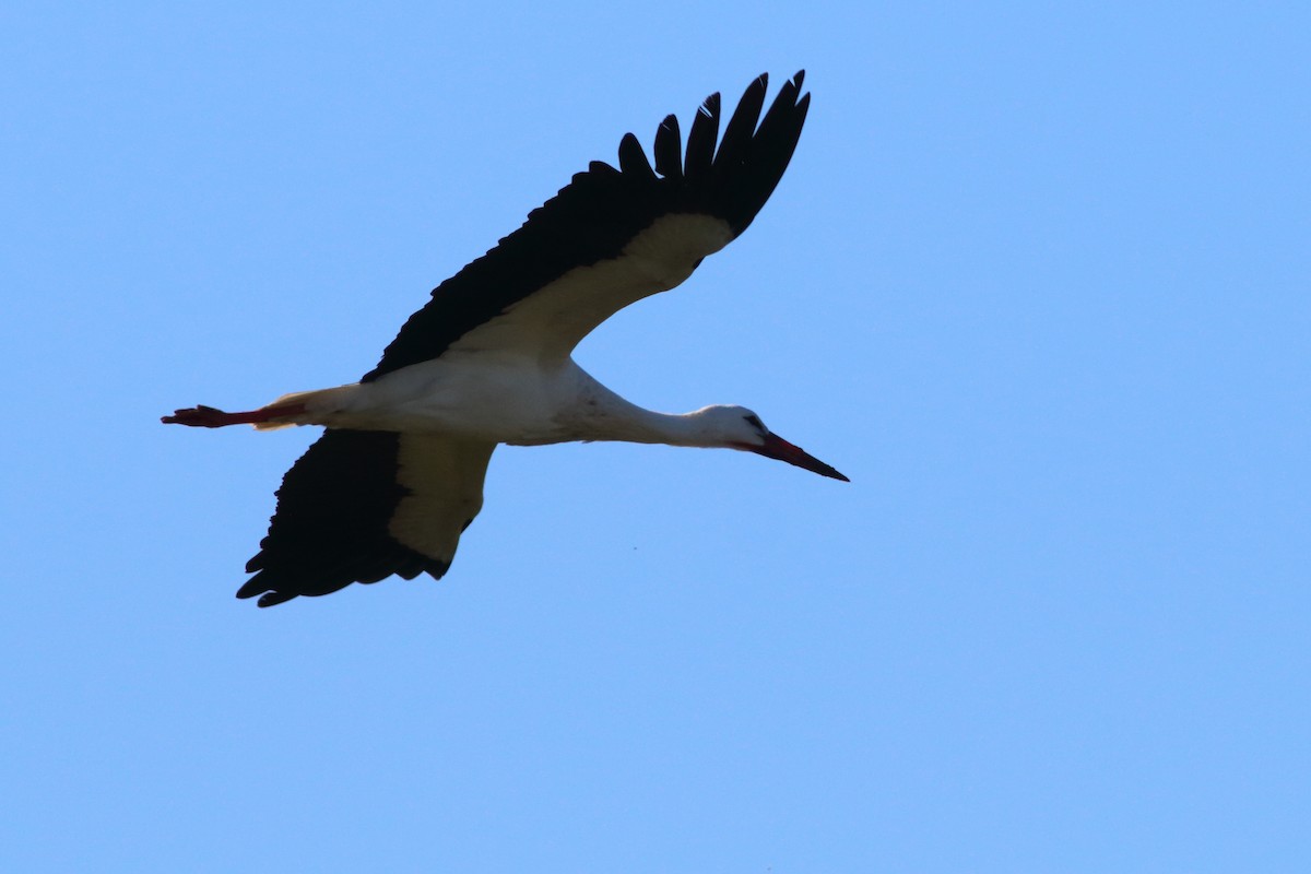 White Stork - ML406902171