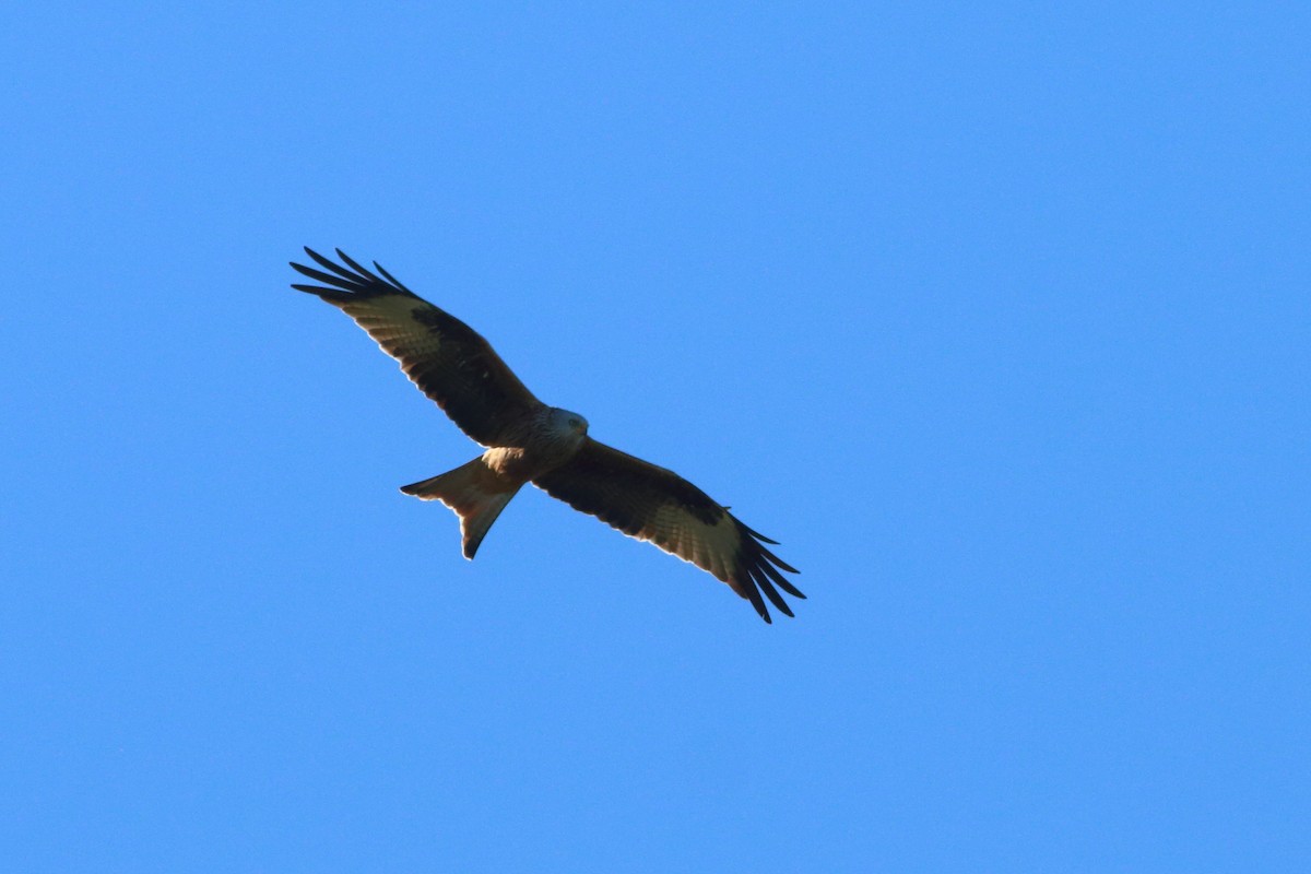 Red Kite - ML406902211