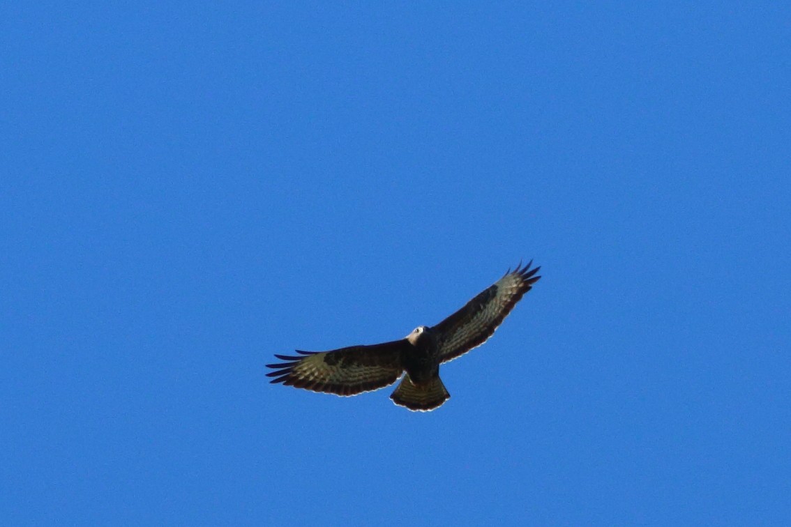 Common Buzzard - ML406902291