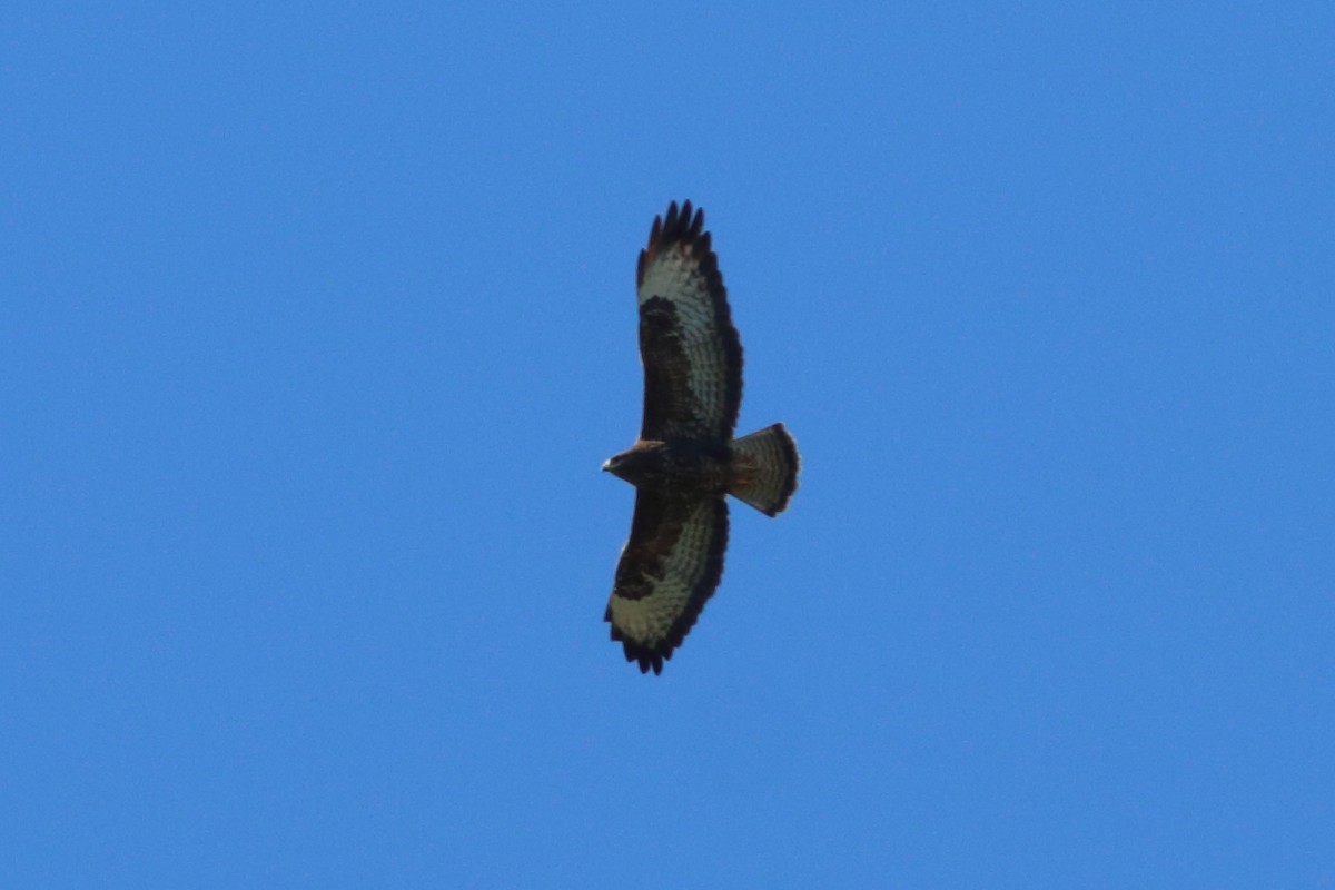 Common Buzzard - ML406902301