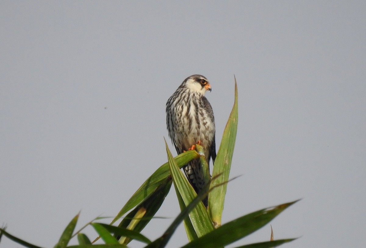 amurfalk - ML40690231