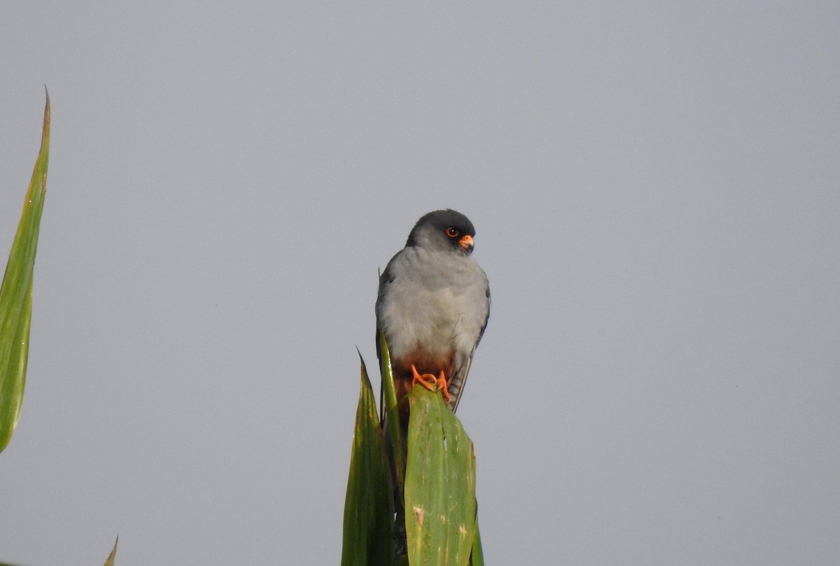 amurfalk - ML40690241