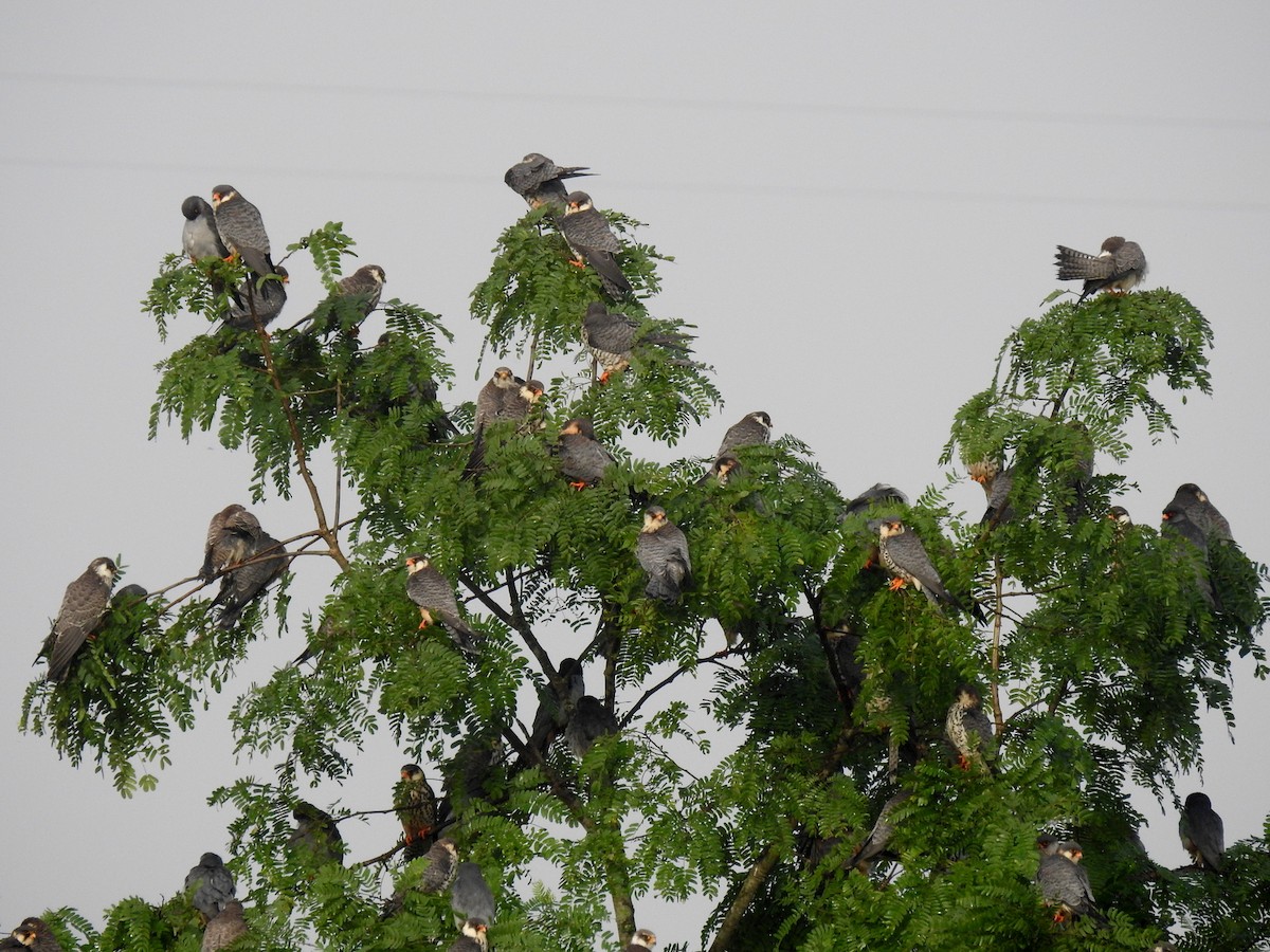 amurfalk - ML40690251