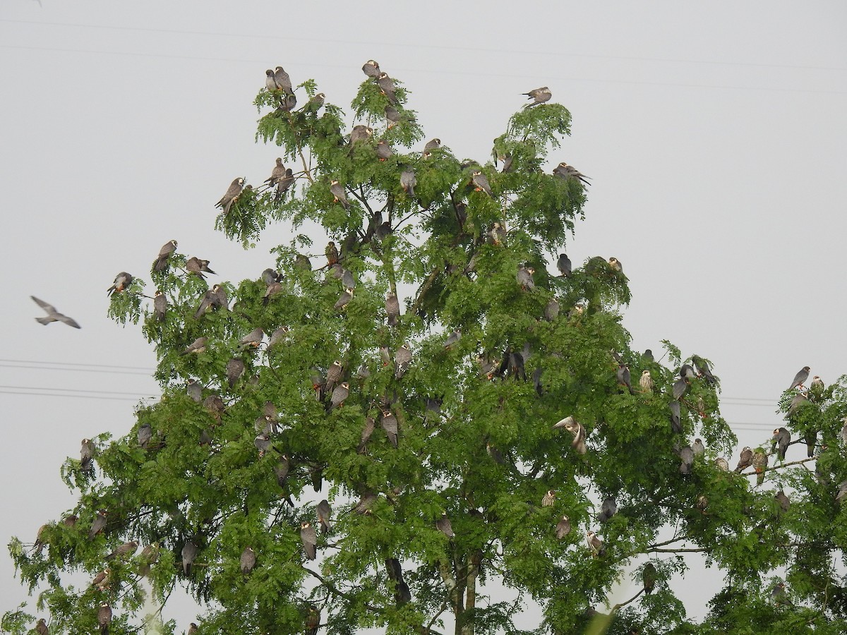 amurfalk - ML40690261