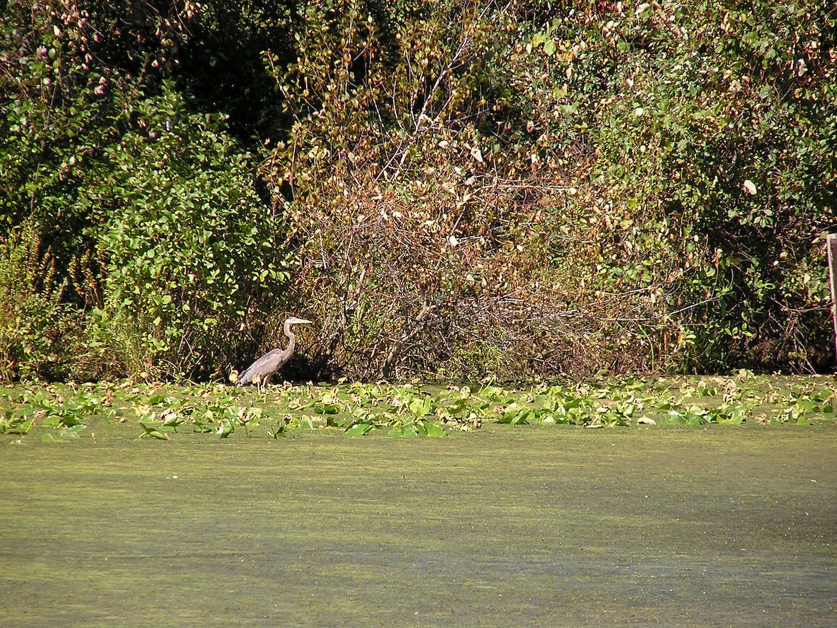 Great Blue Heron - Jason Nargiz