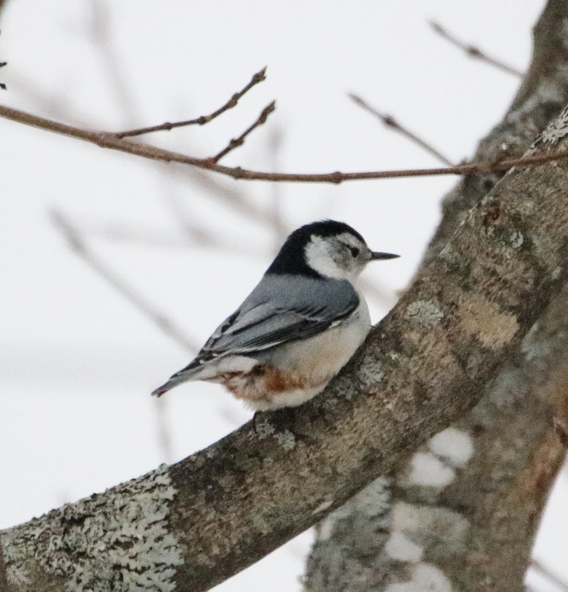 White-breasted Nuthatch - Kelly Krechmer