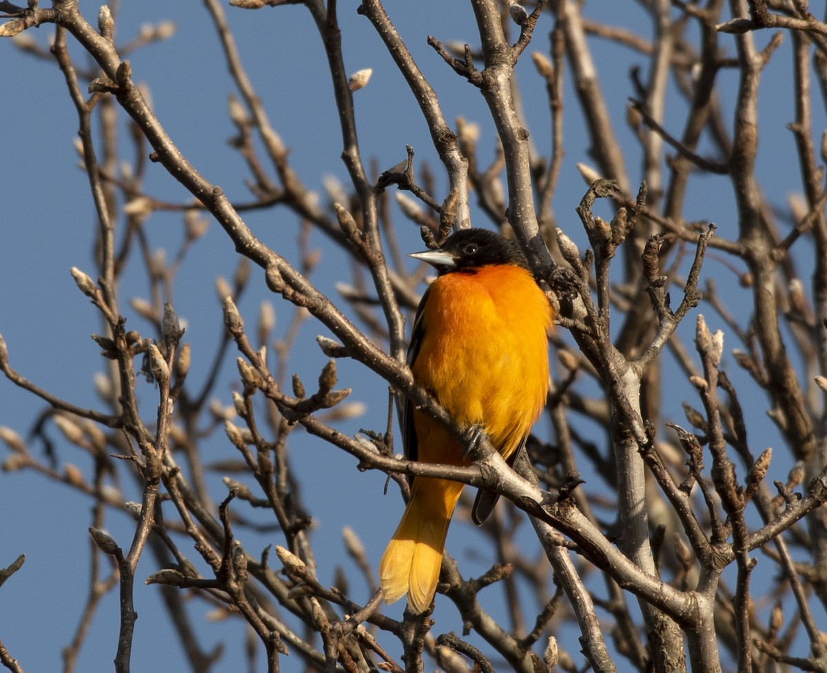 Baltimore Oriole - ML406904841