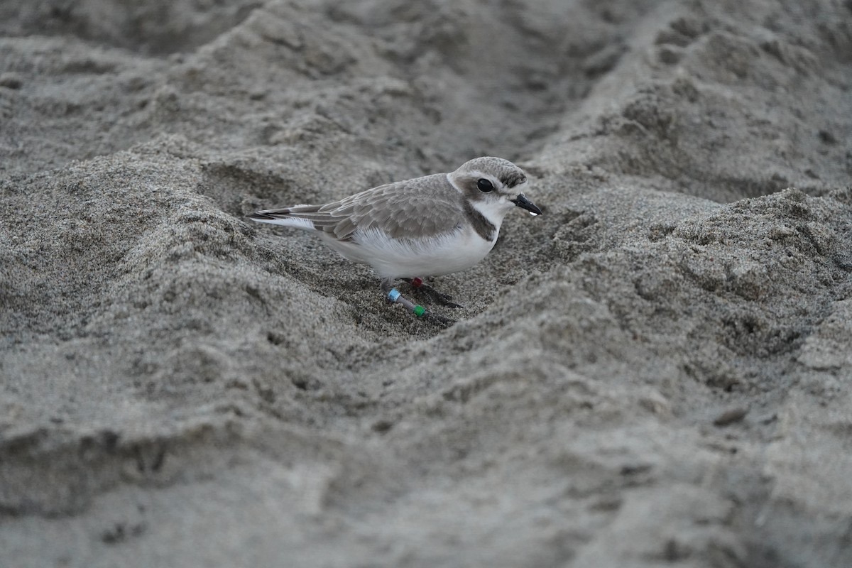 Snowy Plover - ML406906631