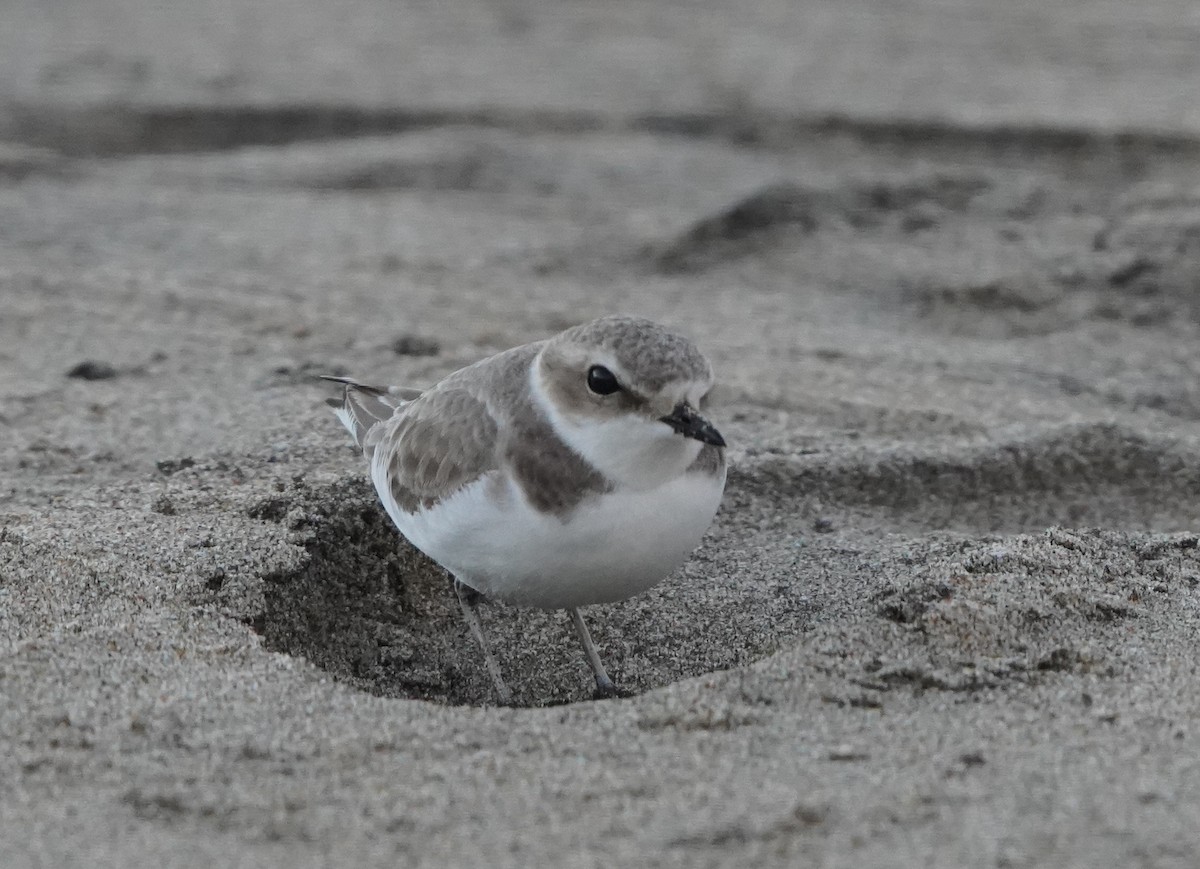 Snowy Plover - ML406907241
