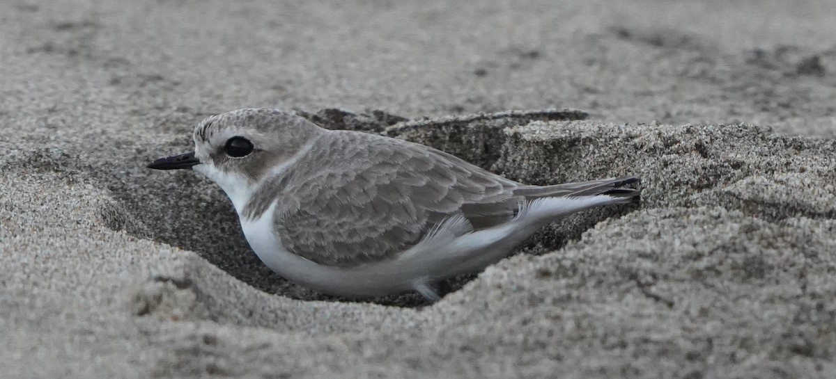 Snowy Plover - Chris Wilson