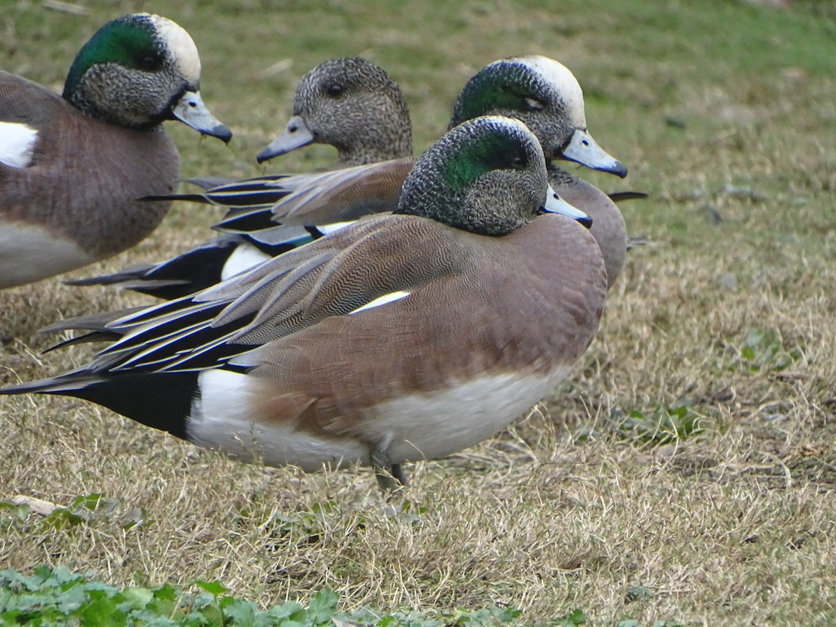 American Wigeon - Leslie Loomis