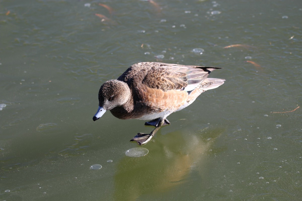 American Wigeon - ML406910531