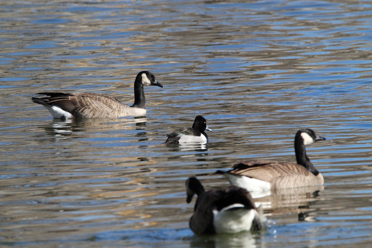 Ring-necked Duck - ML406910641