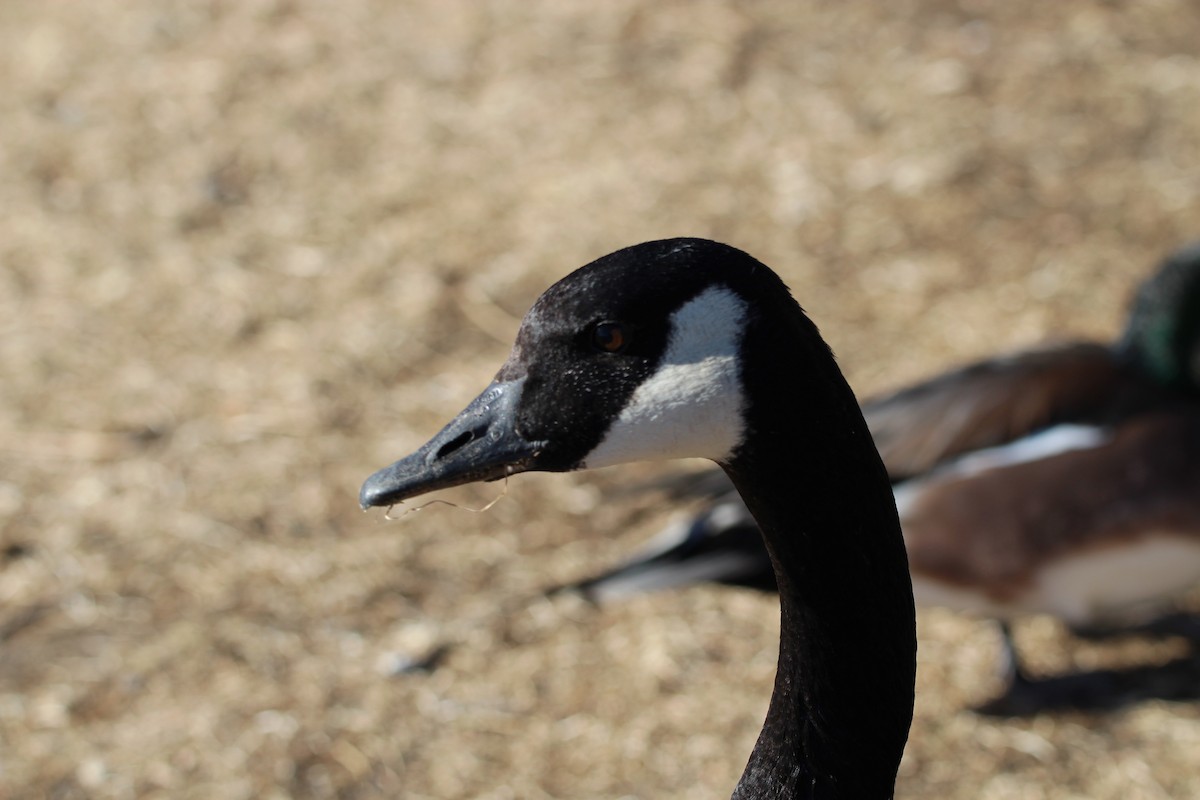 Canada Goose - ML406910741