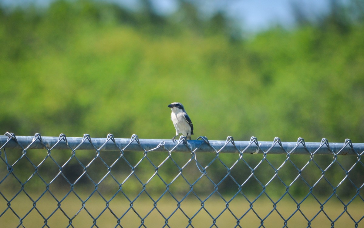 Loggerhead Shrike - ML406911421