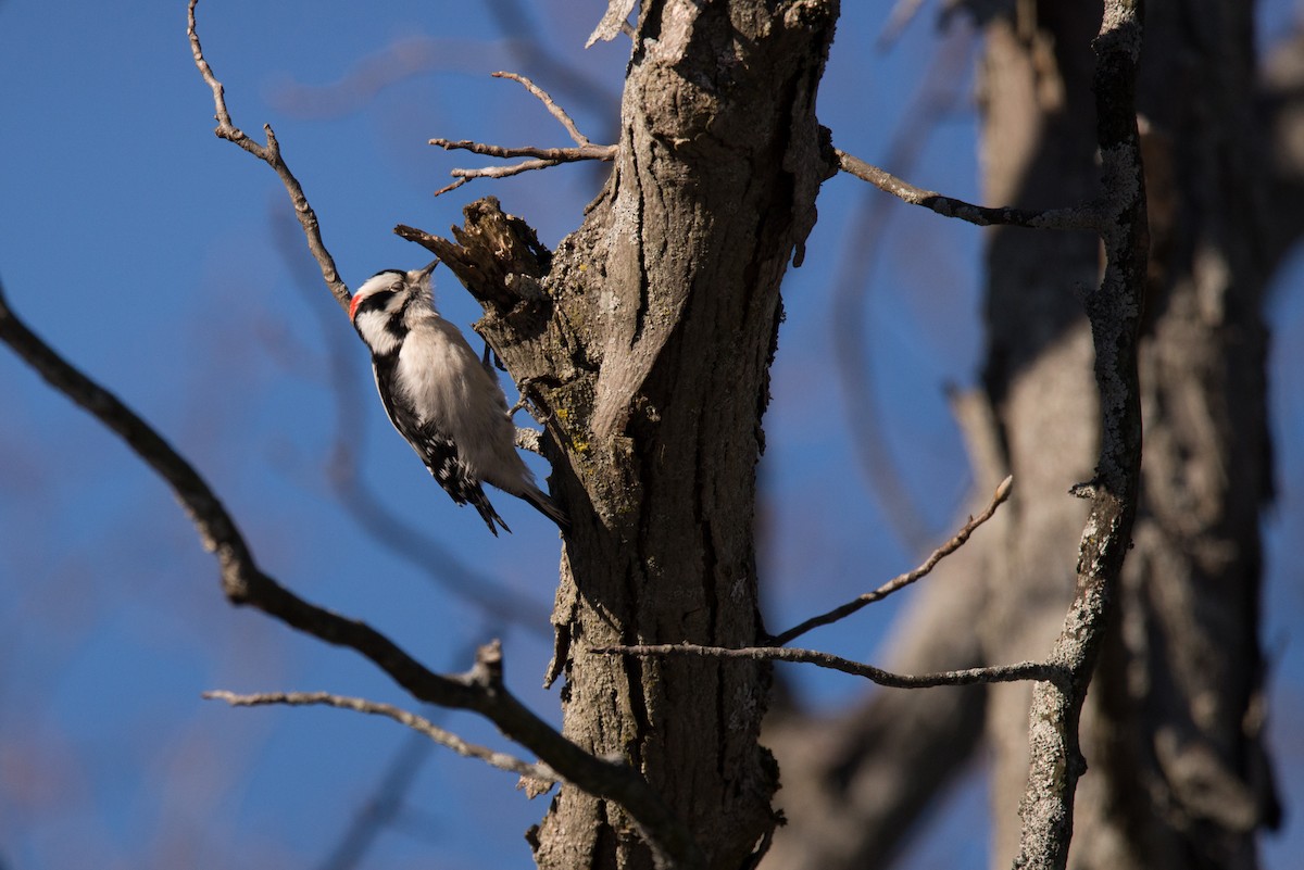 Downy Woodpecker - ML406911441