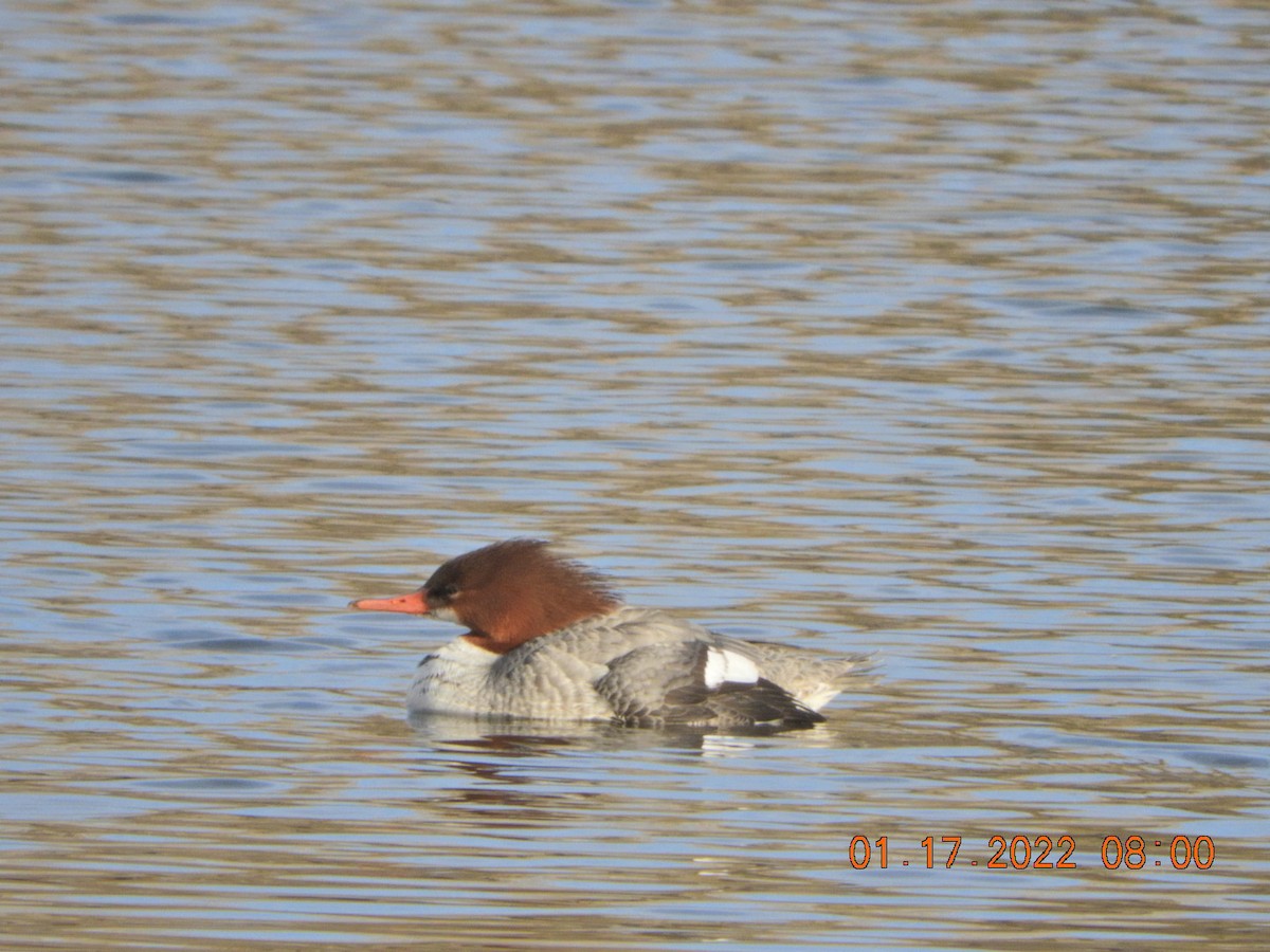 Common Merganser - ML406912811