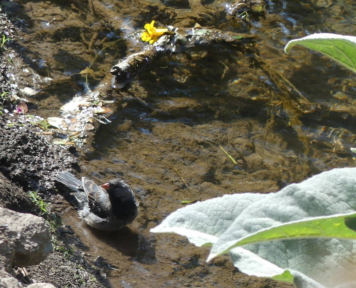 Mourning Sierra Finch - ML406913071