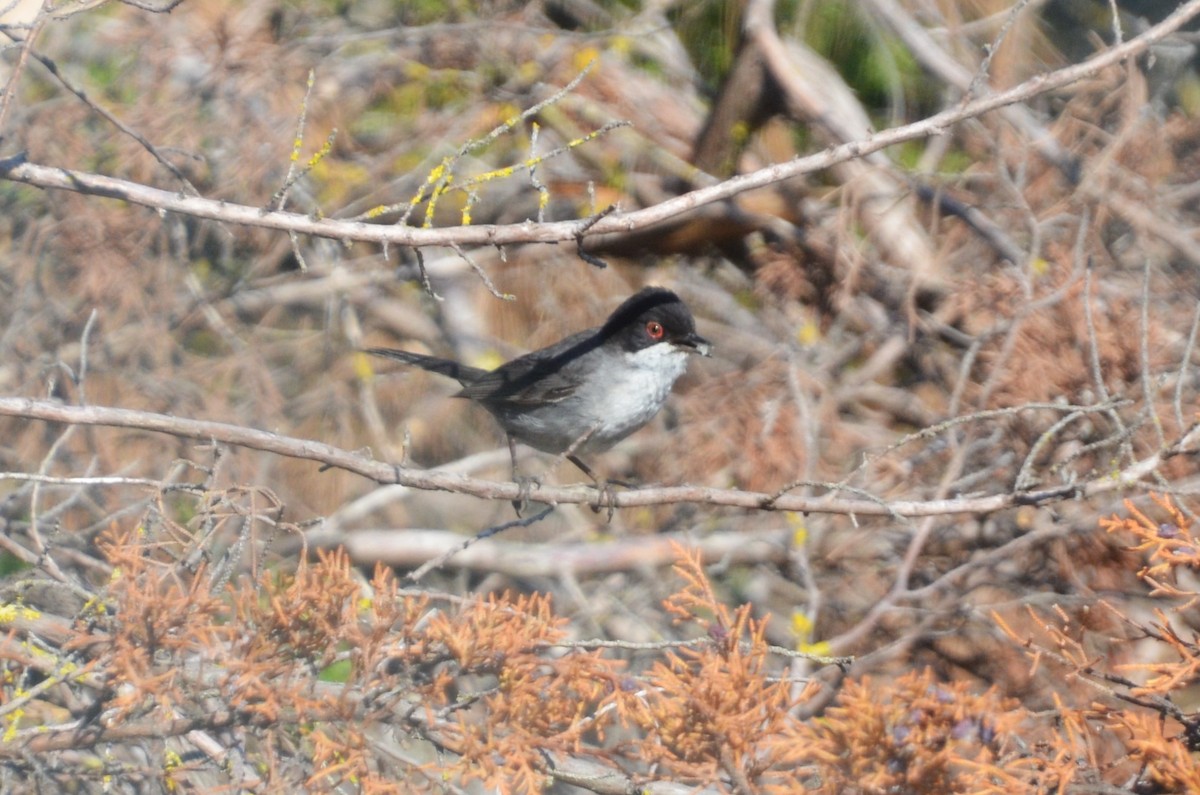 Sardinian Warbler - Christiaan Trommel