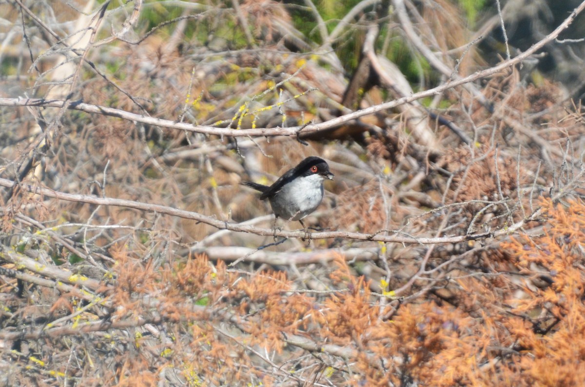 Sardinian Warbler - Christiaan Trommel