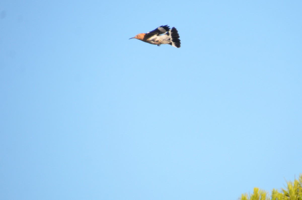 Eurasian Hoopoe - ML406913661