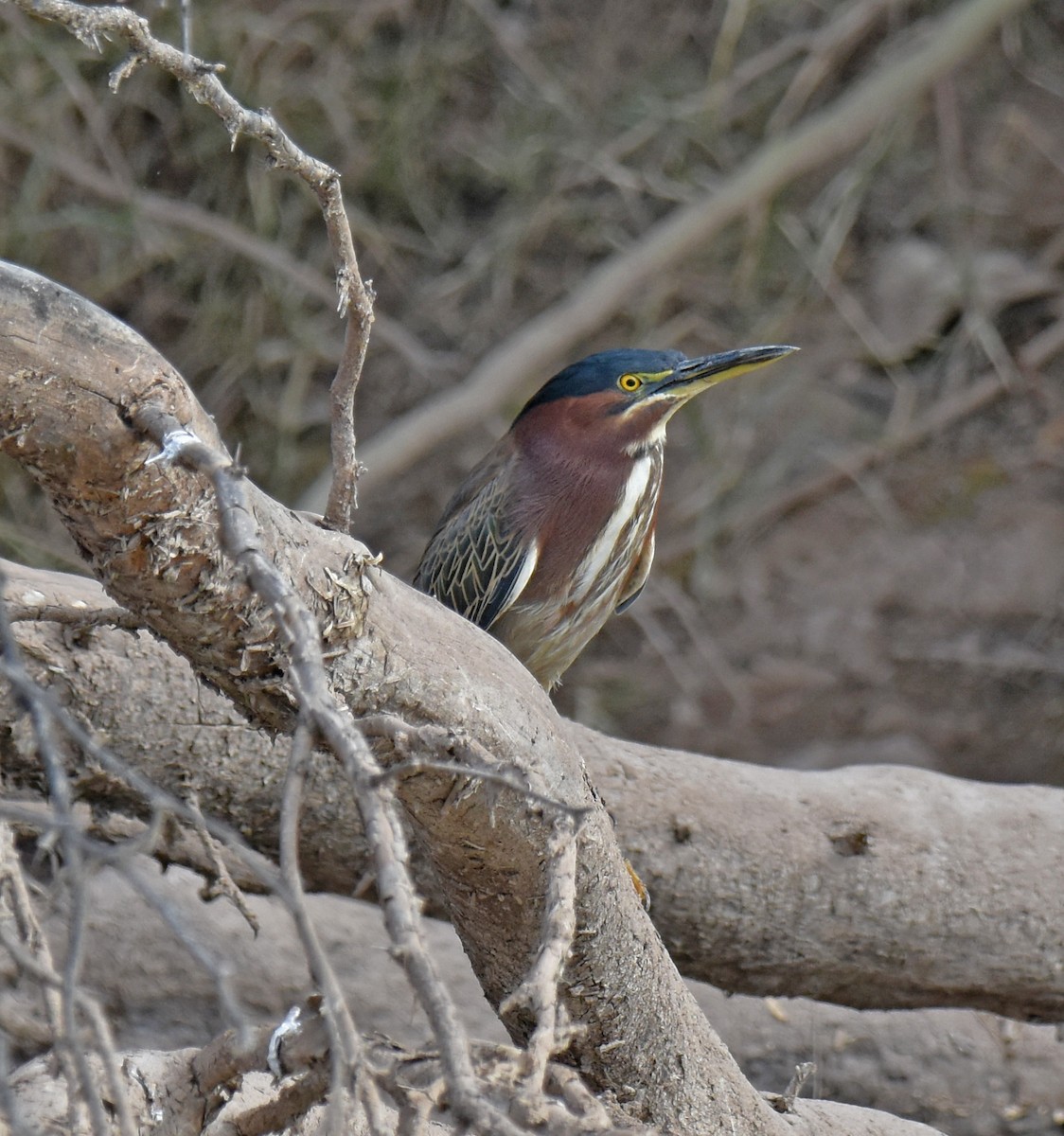 Green Heron - ML406914381