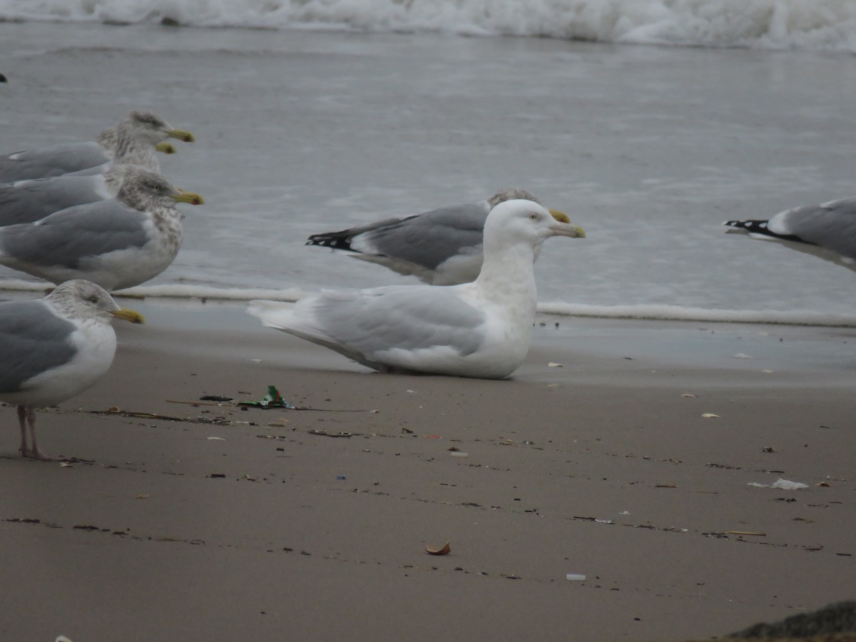 Glaucous Gull - ML406914541