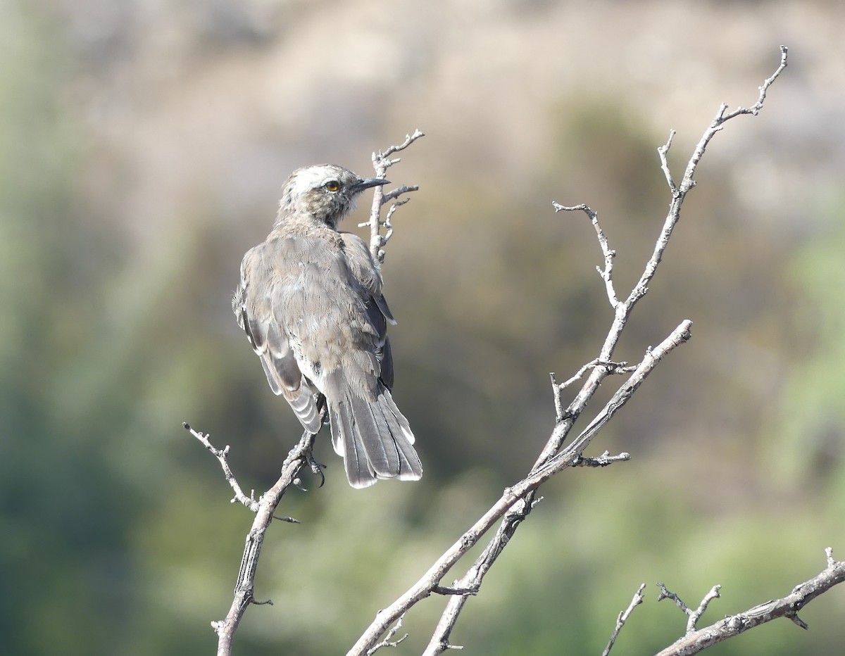 Chilean Mockingbird - ML406914561