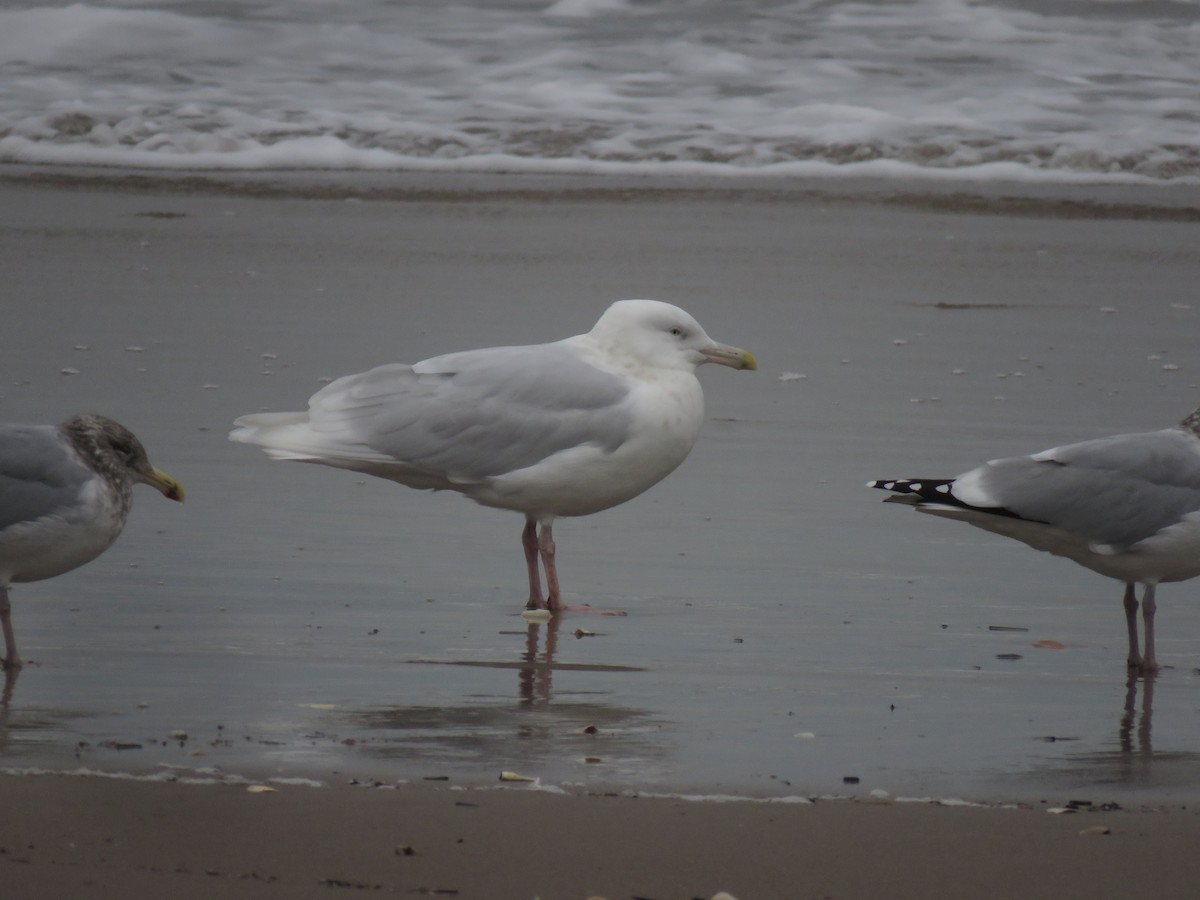 Glaucous Gull - ML406914651