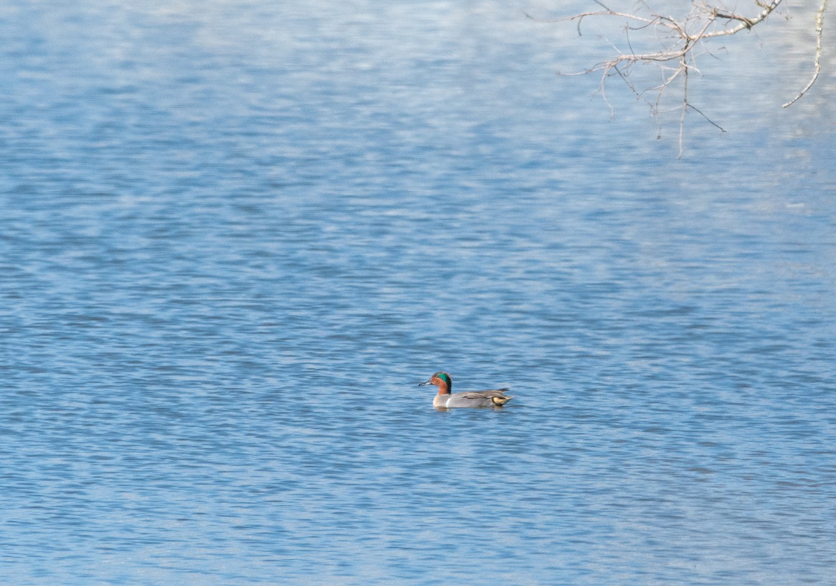Green-winged Teal - ML406914701