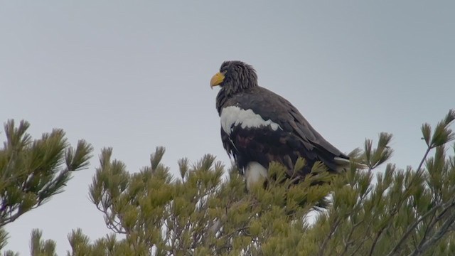 Steller's Sea-Eagle - ML406914821