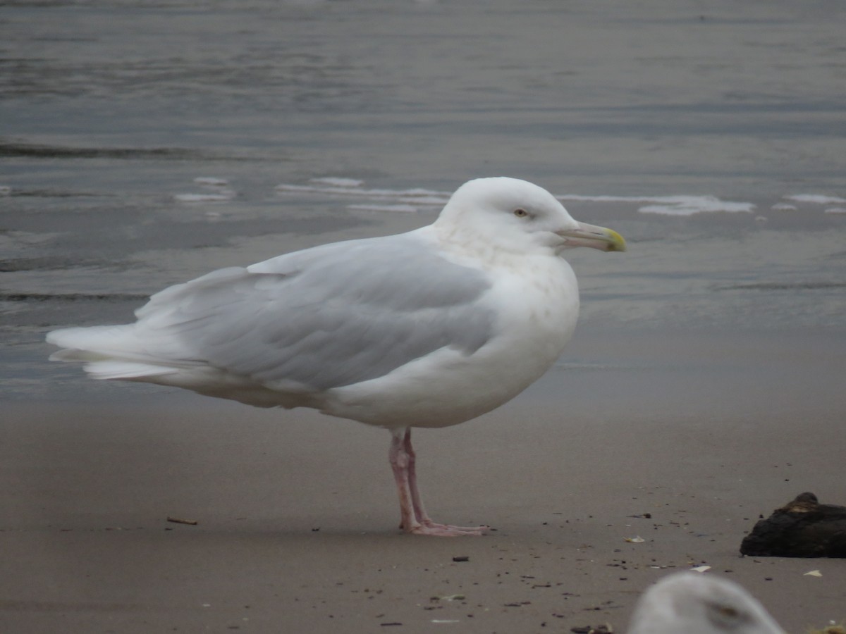 Glaucous Gull - ML406914891